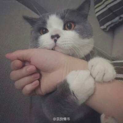 青云传小瓜版本下载